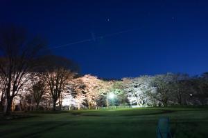 運動公園の夜桜