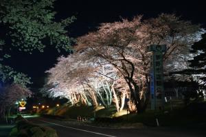 運動公園の夜桜