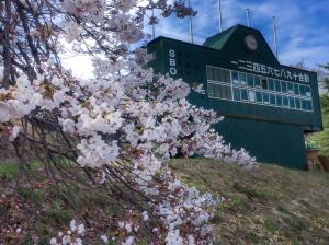 運動公園の桜