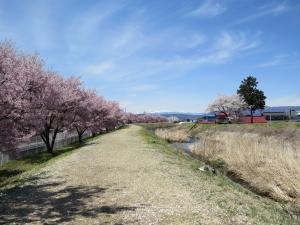 宮川河川敷きの桜