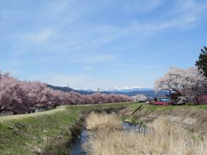 宮川河川敷きの桜