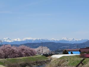 宮川河川敷きの桜