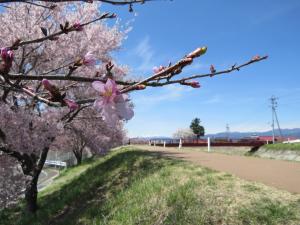 宮川河川敷きの桜