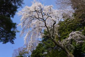 古御堂の桜