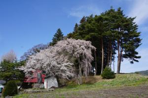 古御堂の桜