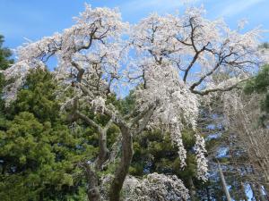 古御堂の桜