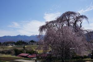 下菅沢の祖霊桜