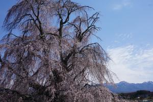 下菅沢の祖霊桜