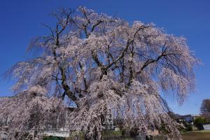 下菅沢の祖霊桜