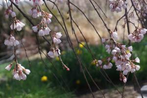 下菅沢の祖霊桜