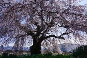 下菅沢の祖霊桜