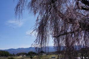 下菅沢の祖霊桜