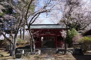 粟沢観音の桜