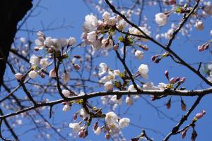 粟沢観音の桜
