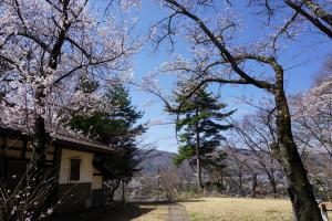 粟沢観音の桜