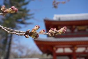 聖光寺の桜