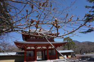 聖光寺の桜