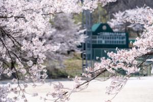 運動公園の満開の桜