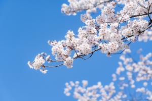 運動公園の満開の桜