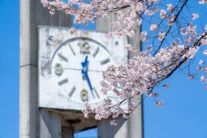 運動公園の満開の桜