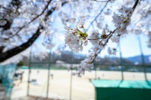 運動公園の満開の桜