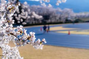 運動公園の満開の桜