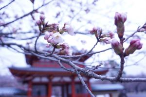 聖光寺の桜