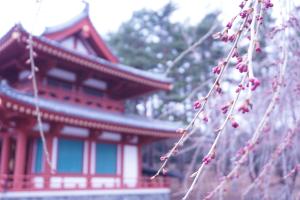 聖光寺の桜