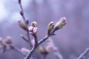 聖光寺の桜