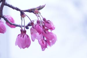 聖光寺の桜