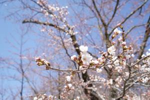 聖光寺の桜