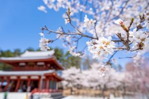 4月22日の聖光寺の桜