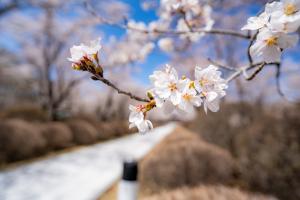 4月22日の聖光寺の桜