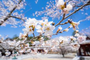 4月22日の聖光寺の桜