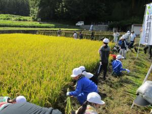 稲刈りをする子ども達