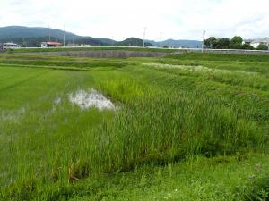 　湿田の画像