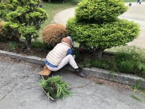 地域の方が校庭の周りの草取りをしてくださっている様子